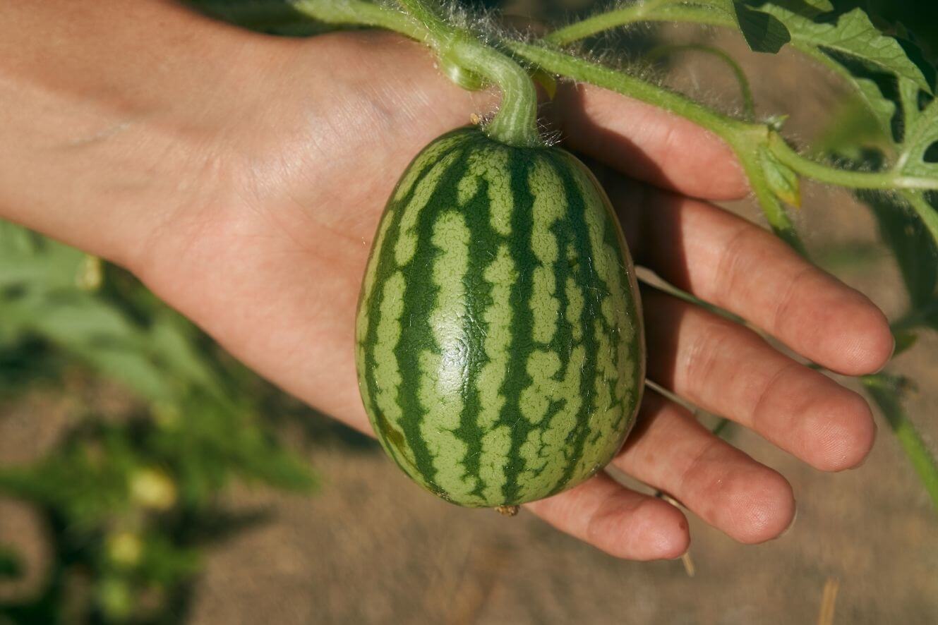 Buy Big Watermelon Seeds and Enjoy Sweet and Nutritious Fruit at Home