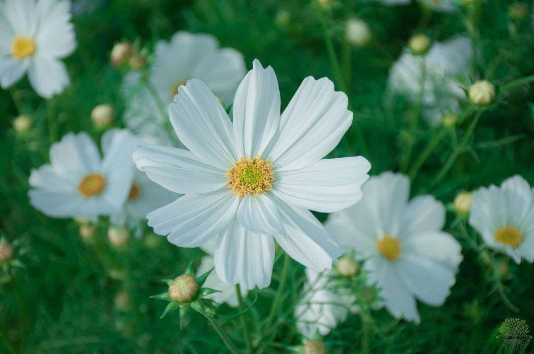 Cultivate Beauty with Middle White Cosmos Flower Seeds