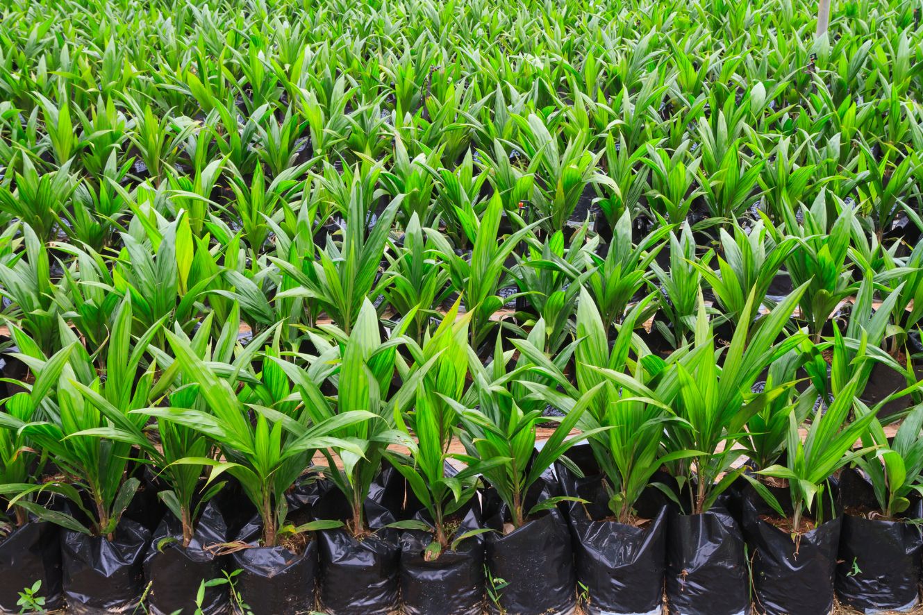 Buy African Oil Palm Elaeis Guineensis Seeds Online - Fast Shipping