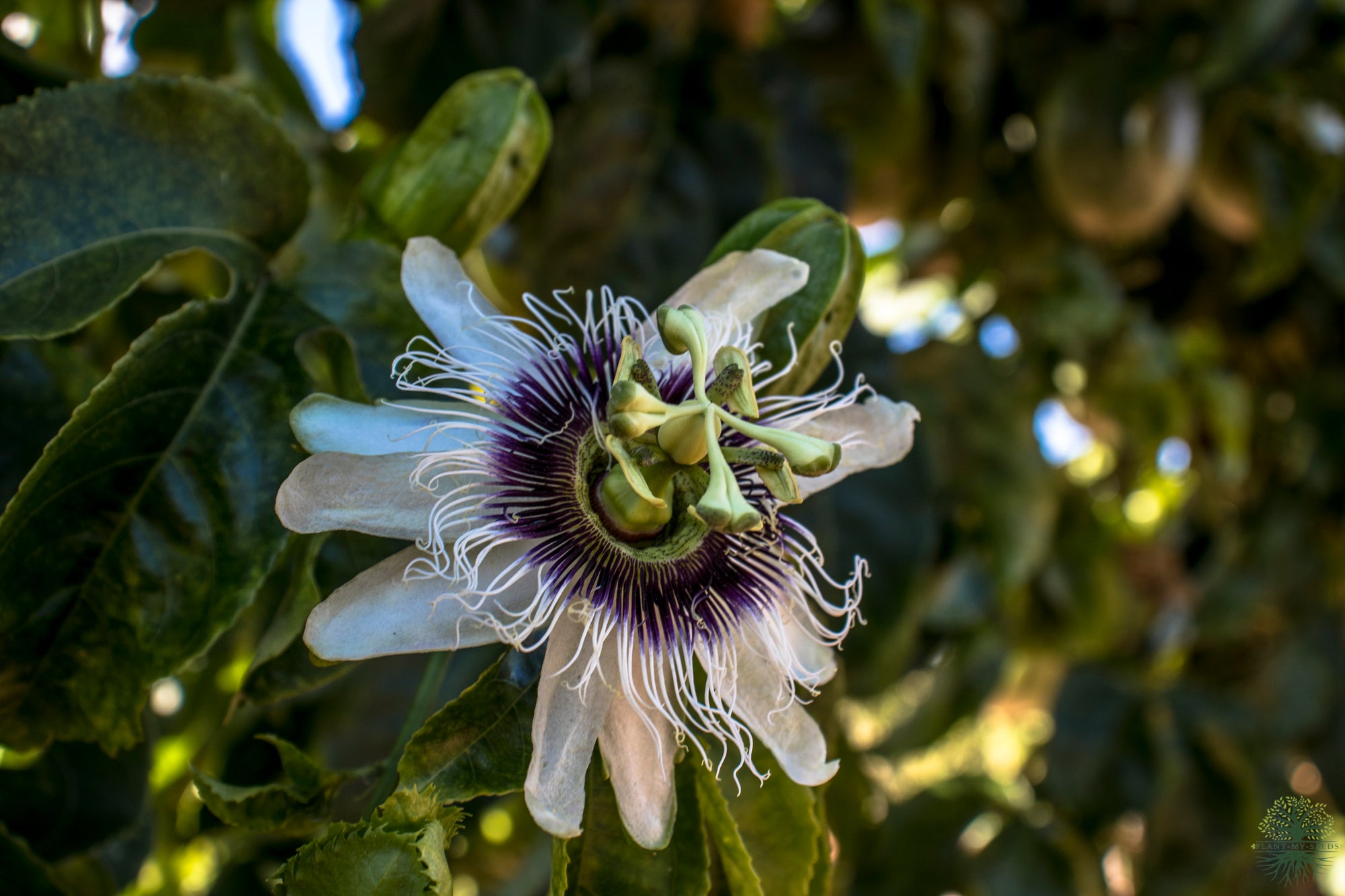 Passionflower Seeds | Passiflora edulis