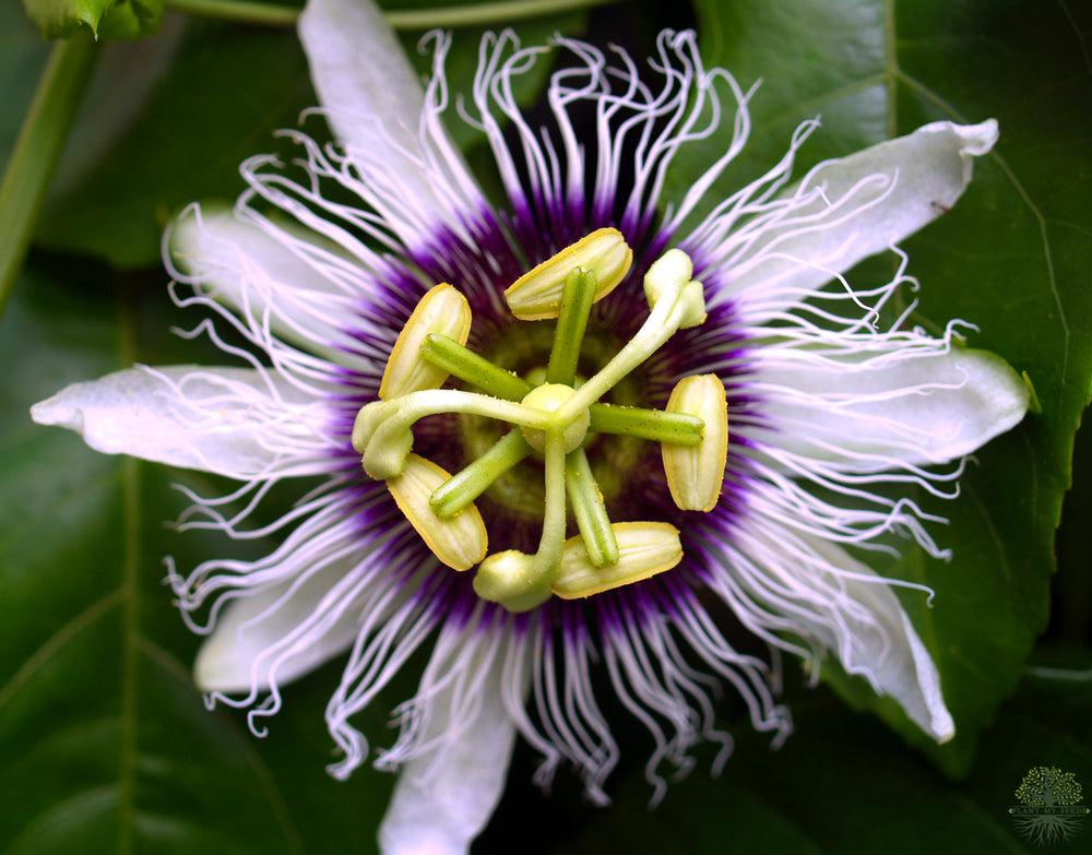Pasjonsblomstfrø | Passiflora edulis