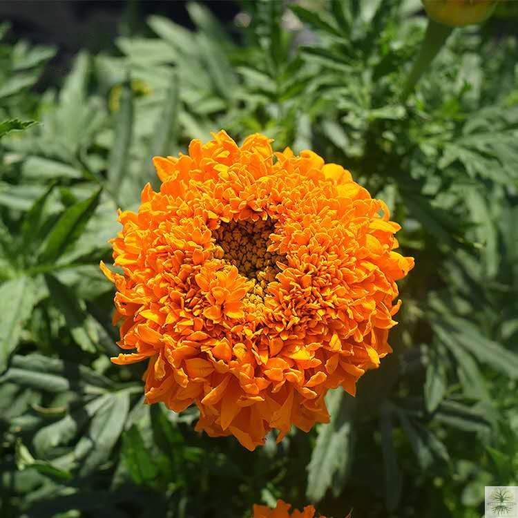 Orange African Marigold Dwarf Flower Seeds