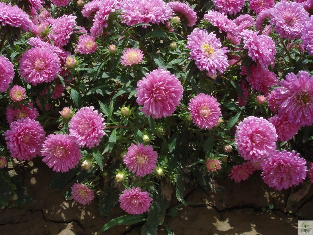 Buy Pink Aster Seeds: Your Garden's Pink Perfection