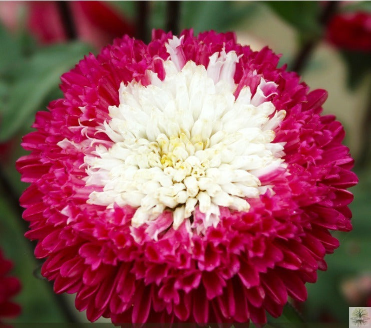Aster Red Flower Seeds with White Heart