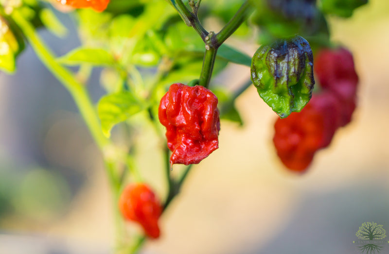 Grow your own fiery Carolina Reaper Peppers with our high-quality seeds