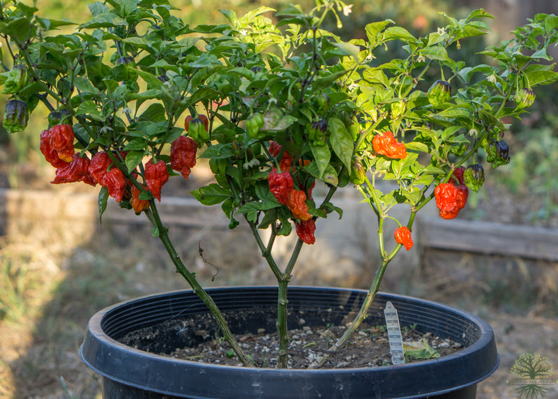 Experience the heat of the Carolina Reaper Pepper with our premium seeds