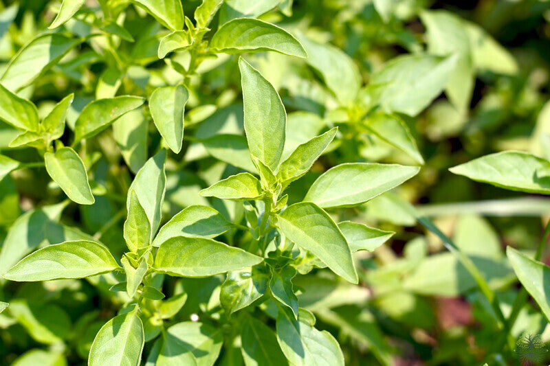 Lemon Basil Seeds: Sow Sunshine into Your Herb Garden