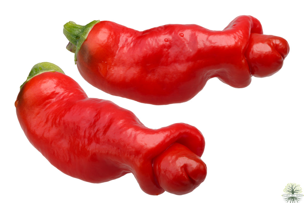 Spice Up Your Garden with Hot Peter Pepper Seeds - Buy Now from Our Seed Shop