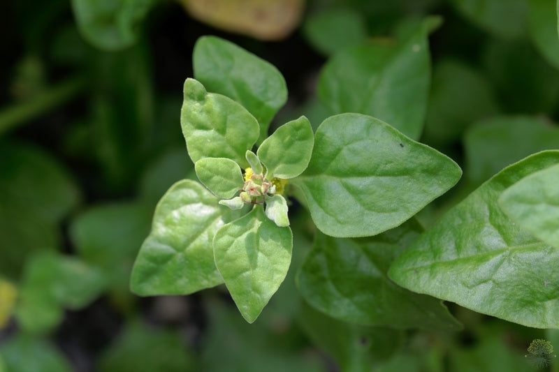 Buy Seeds | New Zealand Spinach Seeds - Buy Vegetable Seeds