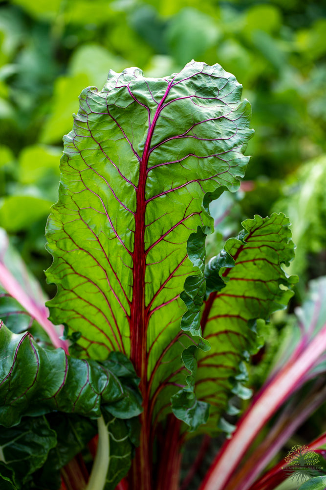 Buy Seeds | F1 Red Swiss Chard Seeds | Mangold - Vegetable Seeds