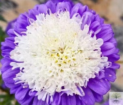 Bloom with Blue Aster Flower Seeds - Shop now!