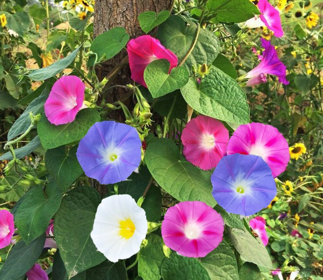 Buy Mix Morning Glory Seeds: Your Garden's Floral Symphony