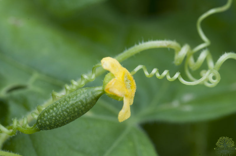 Cucamelons Mini semillas de pepino mexicano | pepinillo agrio