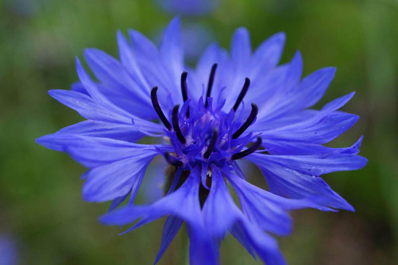 Buy Centaurea Cyanus seeds online and add some color to your garden or research project. These versatile seeds are perfect for any application and are available now!