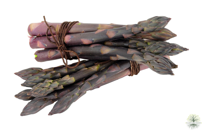 Buy Seeds | Pacific Purple Asparagus Seeds | Vegetable Seeds