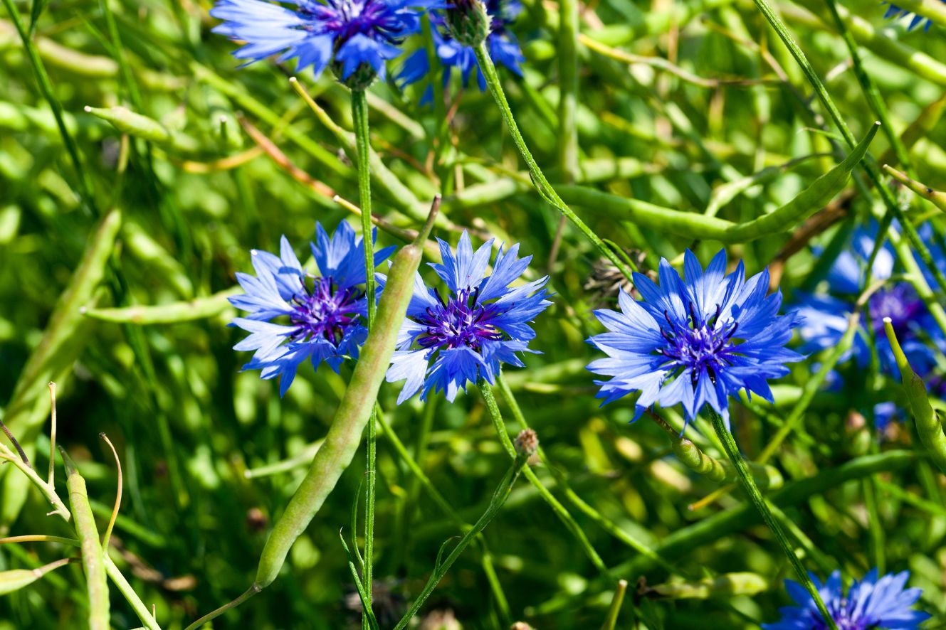 Centaurea Cyanus Seed Pack: Transform Your Garden with Blue Elegance