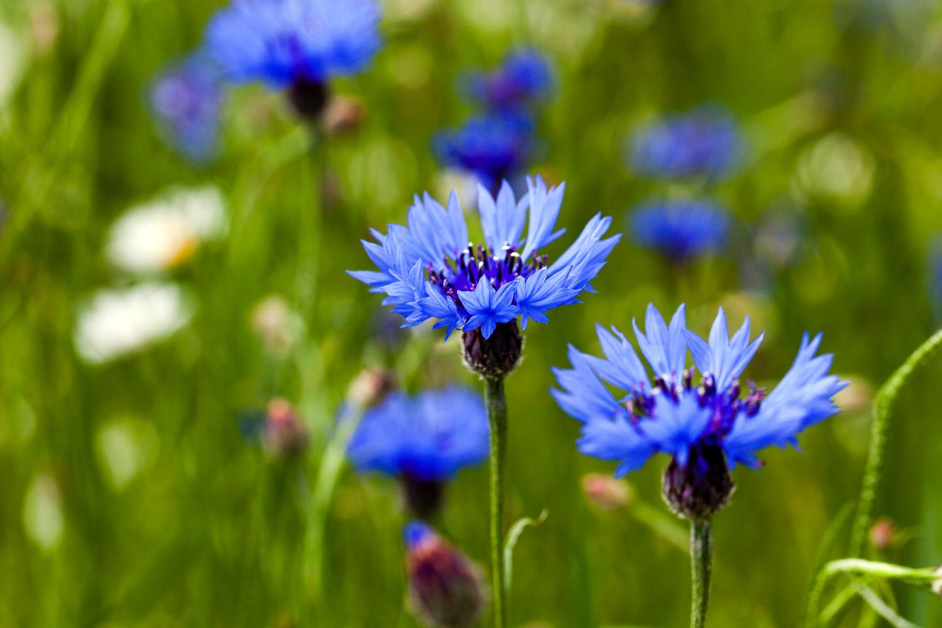 Grow Your Garden with Centaurea Cyanus Seeds: Blue Blooms Await