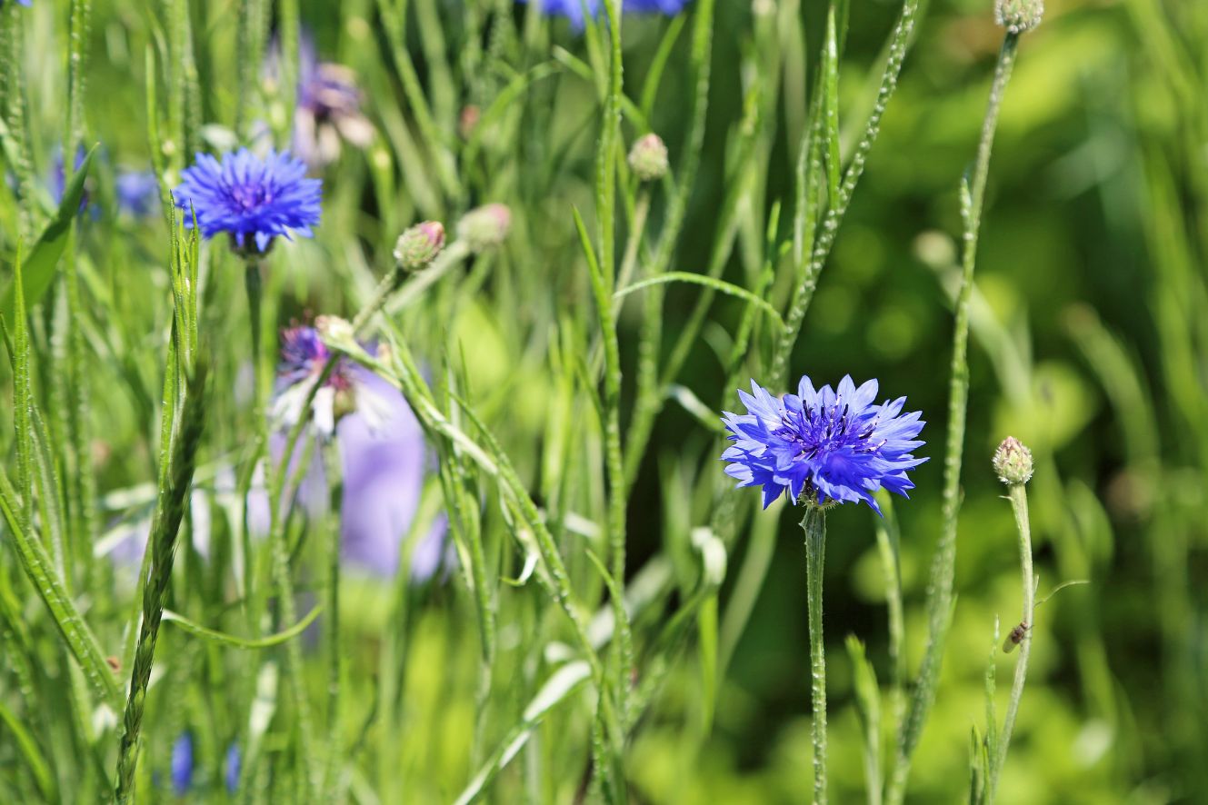 Experience the beauty of Centaurea Cyanus with our premium seeds for sale online. These small, round seeds produce stunning blue cornflowers that are sure to impress