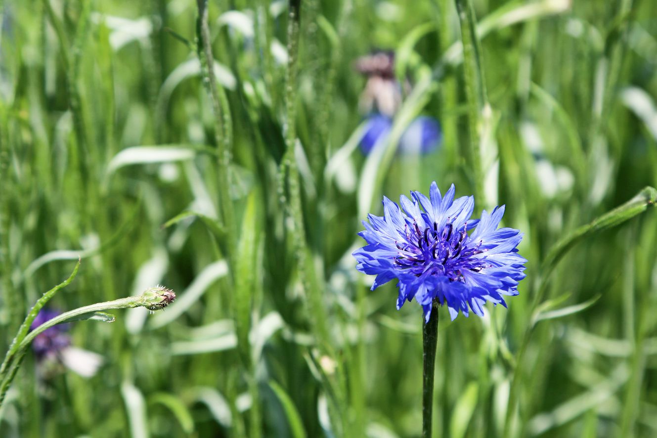Centaurea Cyanus Flower Seeds: Blue Cornflowers for a Vibrant Garden
