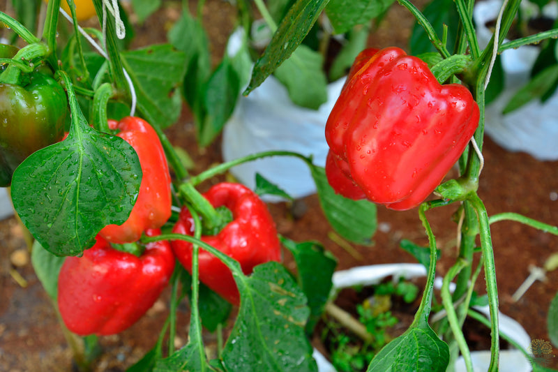 Sweet Red Bell Pepper Seeds