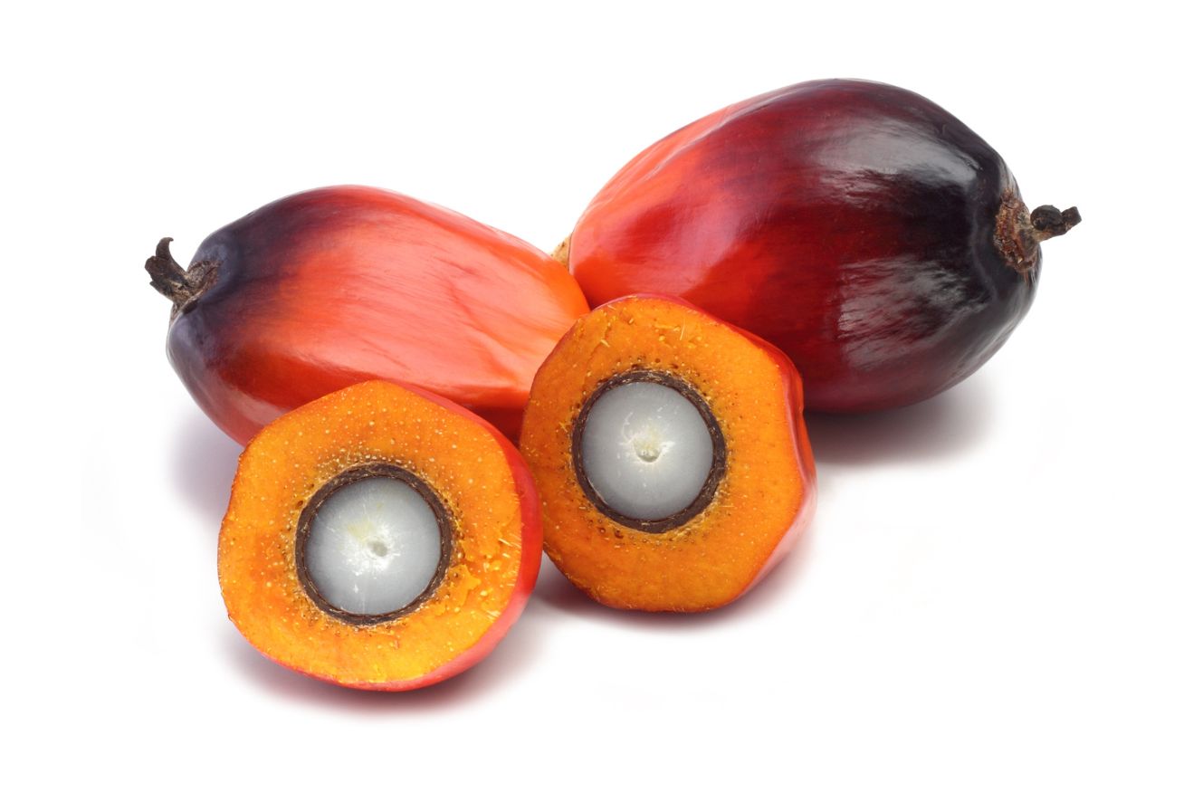 Buy Elaeis Guineensis Seeds for Your Sustainable Farming Project - African Oil Palm