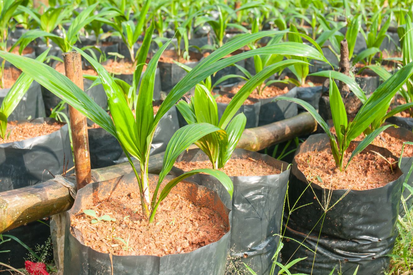 Transform Your Garden with African Oil Palm Elaeis Guineensis Seeds - Shop Now