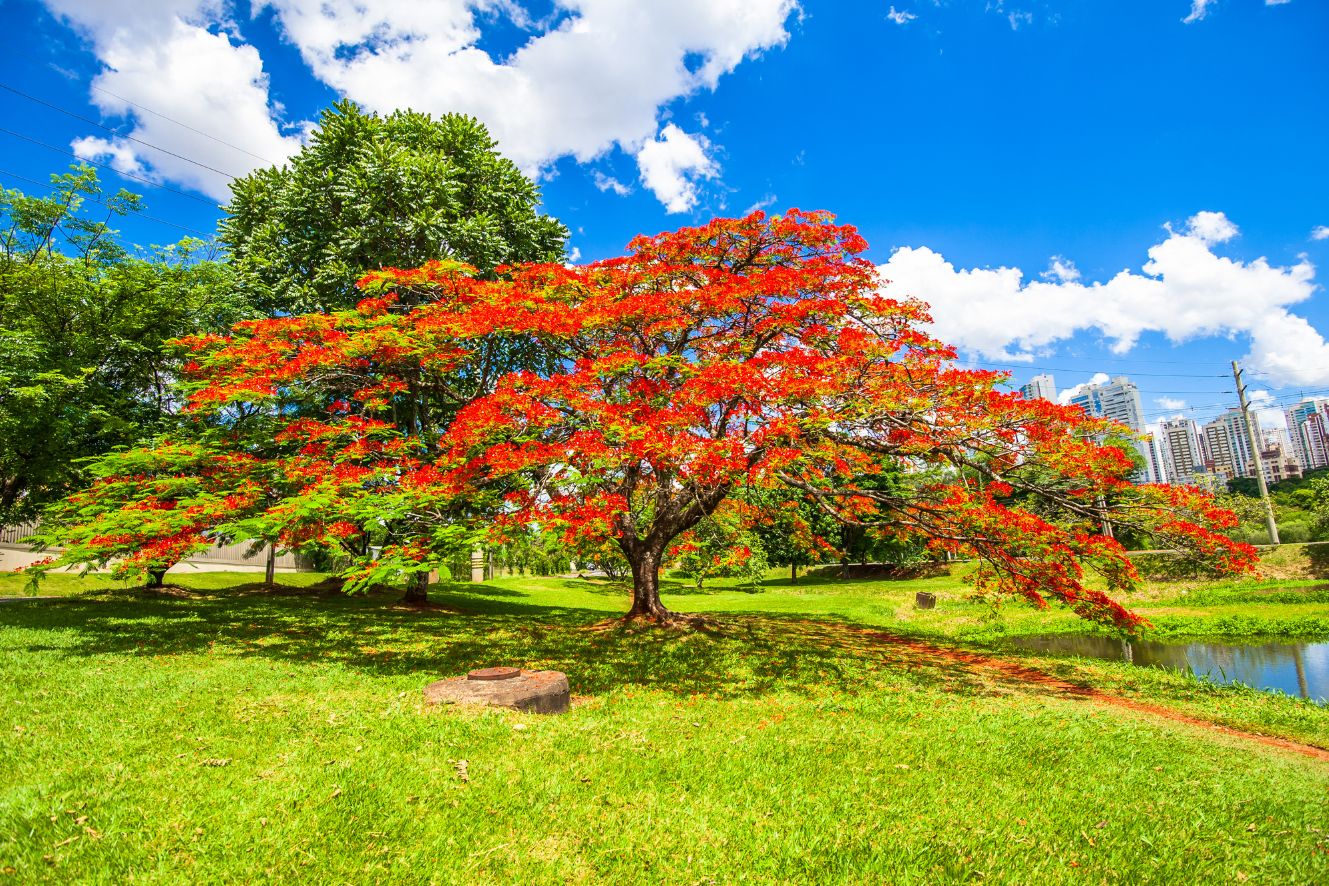 Shop online for Delonix regia seeds and add a burst of color to your garden. High-quality seeds for stunning plants