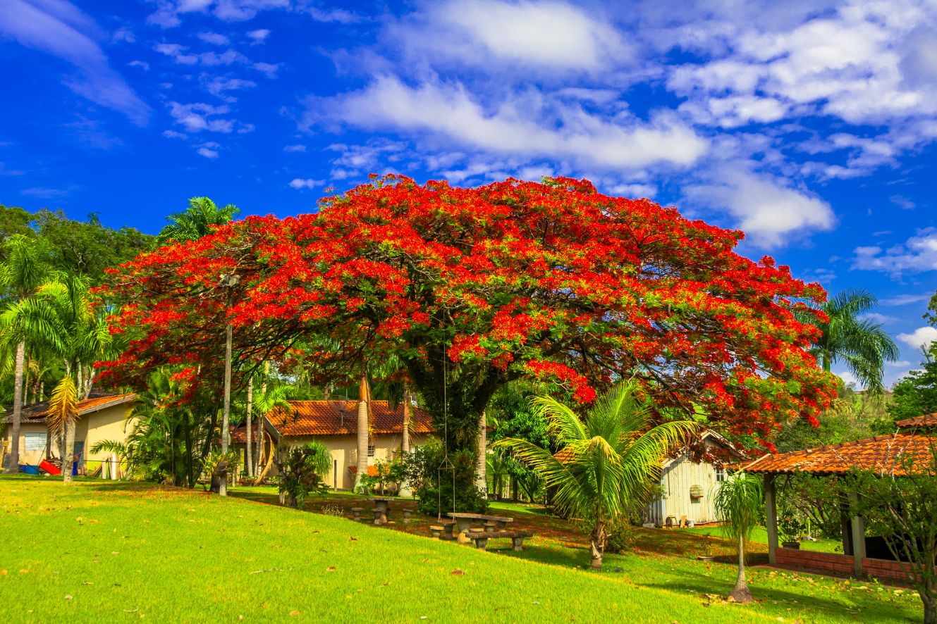 Looking to buy Delonix regia seeds? Our online store offers top-quality seeds for gorgeous flowering plants.