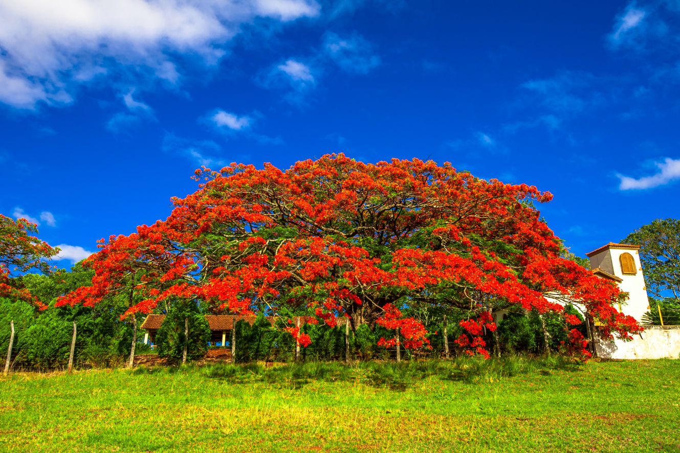 Bring the tropical beauty of Delonix regia to your garden with our premium quality seeds. Shop online now!