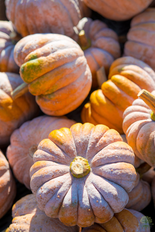 Musk Pumpkin Seeds for Sale - High Quality Winter Squash Seeds - Buy Now from Our Online Seed Shop