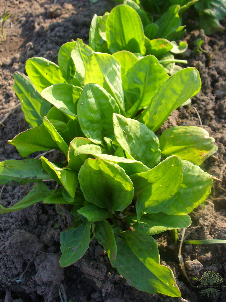 Ört bredbladiga syrafrön | Rumex acetosa