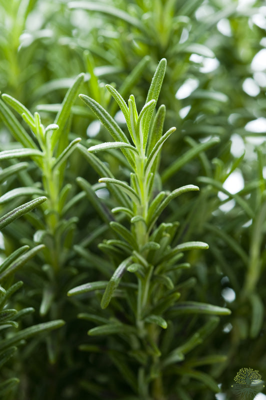 Premium Rosemary Seeds for Sale | Your Seeds