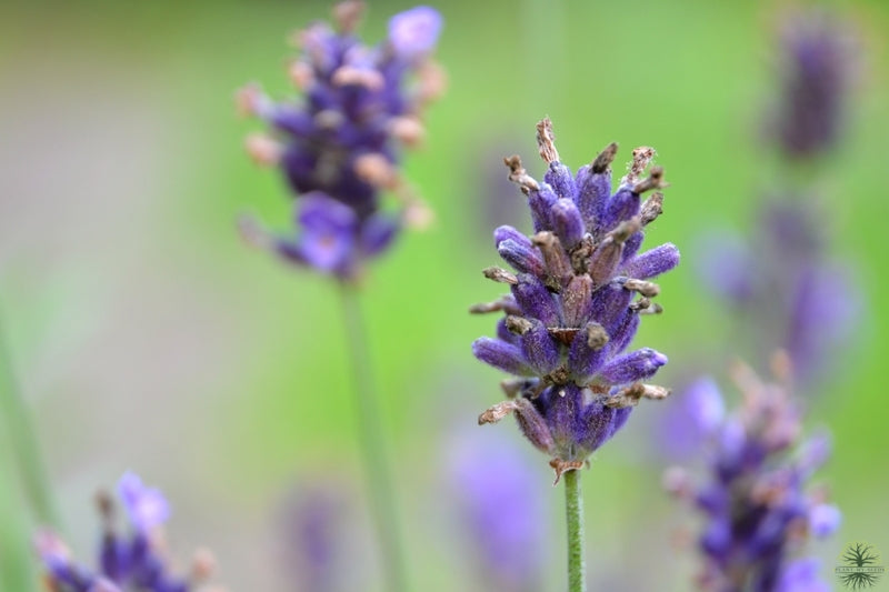 Buy Lavender Vera Seeds - Garden delight!