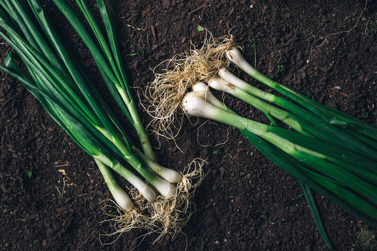 Thrive with Dark Leaf Spring Onion Seeds - Shop now!