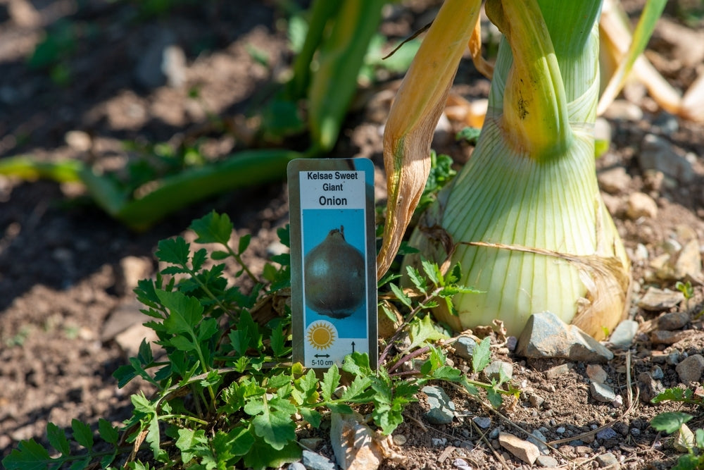 Buy Seeds | The Kelsae Giant Onion Seeds | up to 1.5 kg - Plant Shop
