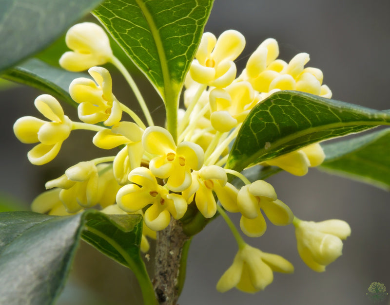 Cultivate Fragrance with Quality Osmanthus Seeds