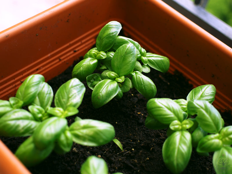 Buy Italian Basil Seeds - Garden delight