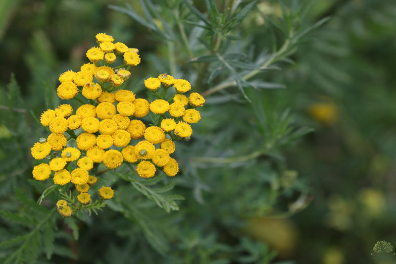 Tansy Seeds - Enhance Your Garden's Beauty