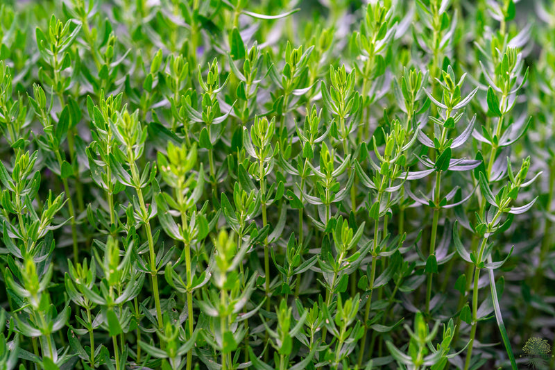 Thyme Seeds - Fragrant and Versatile Herb