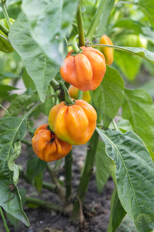 Buy Seeds | Hot Orange Habanero Pepper Seeds | Capsicum