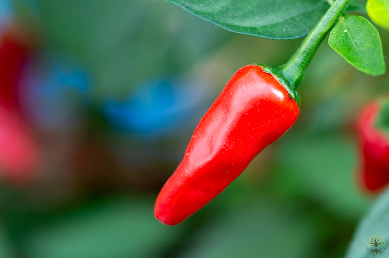 Buy Seeds | Hot Pepper Apache Seeds | Capsicum annuum - Organic