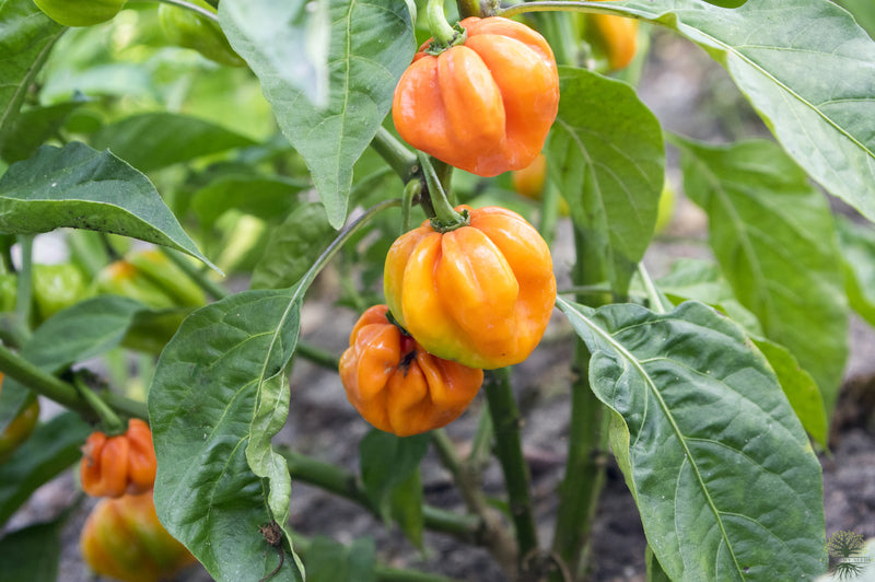 Buy Seeds | Hot Orange Habanero Pepper Seeds | Capsicum