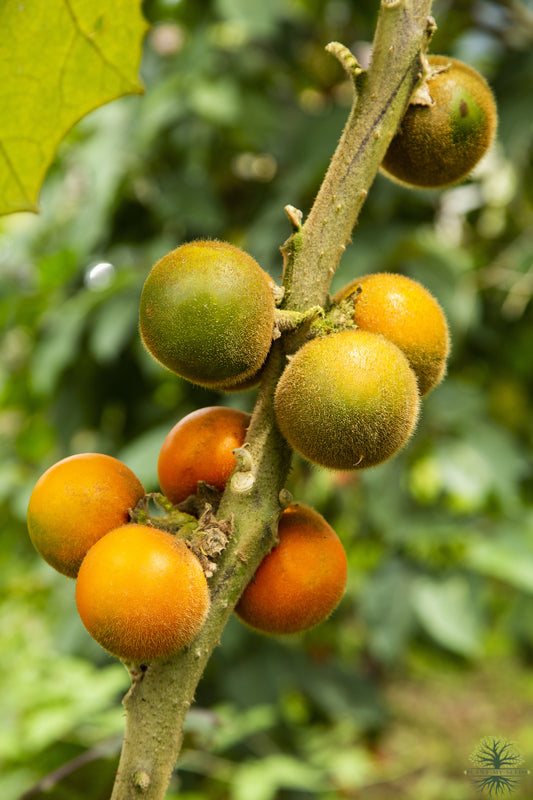 Lulo Naranjilla Seeds -  Solanum Quitoense