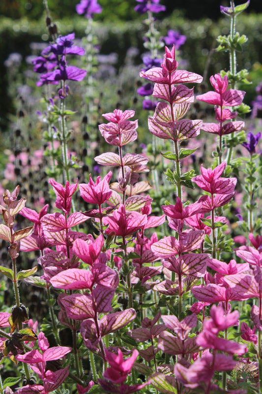 Grow Stunning Sage Painted with Our Superior Seeds
