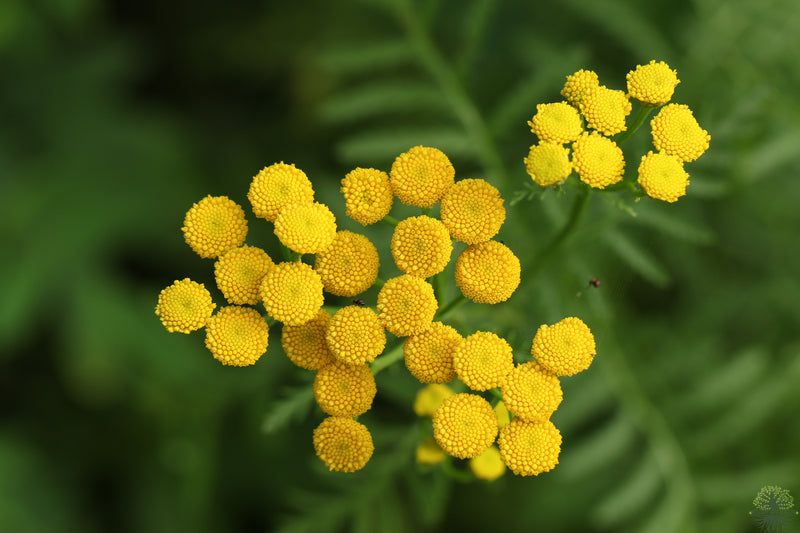 Buy Seeds | Herb Tansy Seeds | Tanacetum vulgare - Organic Shop