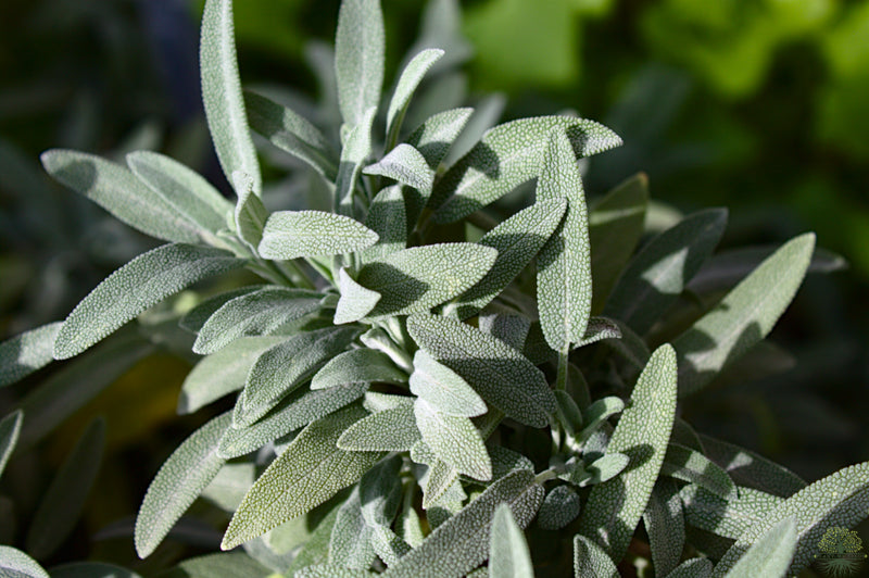 Herb Spanish Sage Seeds - Enhance Your Culinary Garden