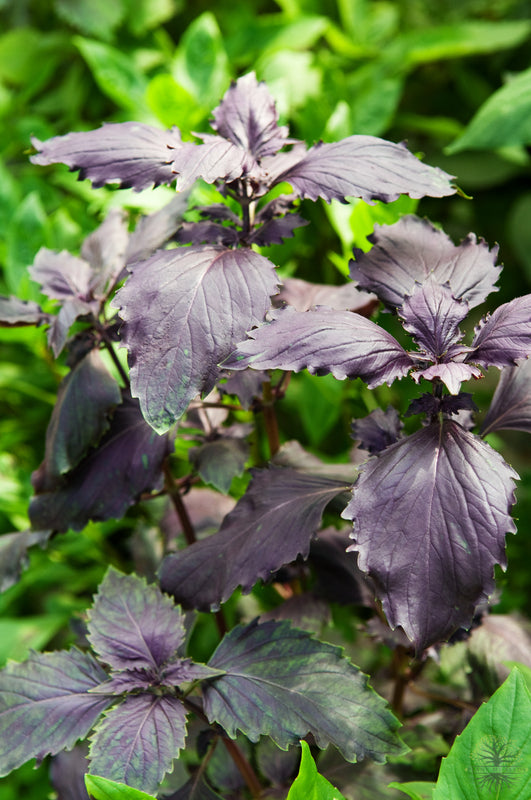 Buy Seeds | Order Organic - Purple Basil Seeds | Herb Seeds