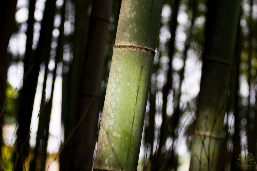 Semillas de Bambú Moso | Filostaquias