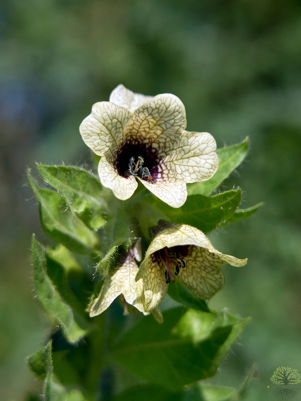 Thrive with Black Henbane Seeds - Shop now!