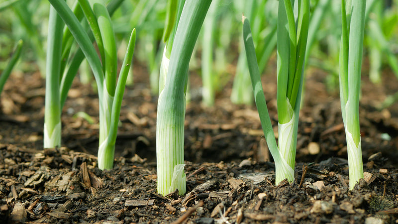 Buy Seeds | England Green Onion Seeds | Spring Onion  | Four Season